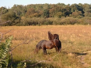 poneys dartmoor dans les landes du Cragou finistere