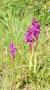 fleurs de coucou pres du gite en bretagne