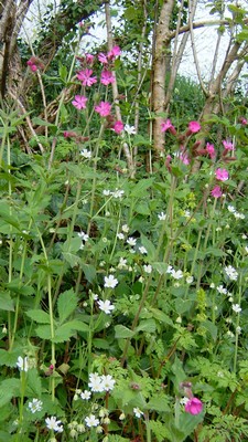 Flore en bretagne proche gites en bretagne